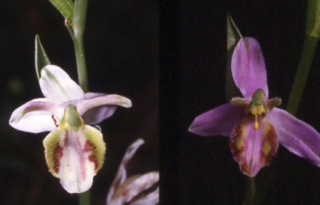 ophrys di cervia